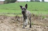 BOUVIER DES ARDENNES 144